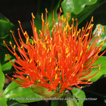 Scadoxus multiflorus subsp. katharinae