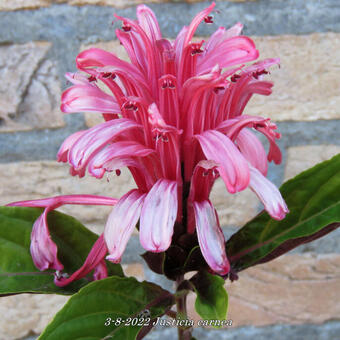 Justicia carnea