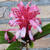 Justicia carnea