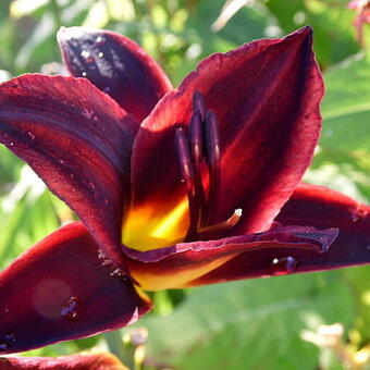 Hemerocallis 'Crawley Crown'