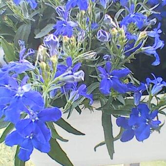 Lobelia erinus