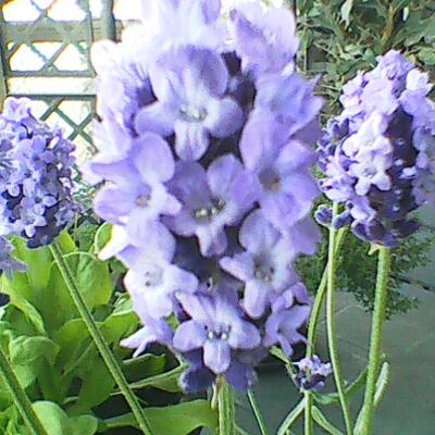 Lavendel - Lavandula angustifolia