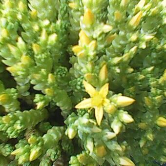 Sedum acre