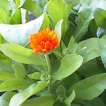 Calendula officinalis