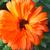 Calendula officinalis