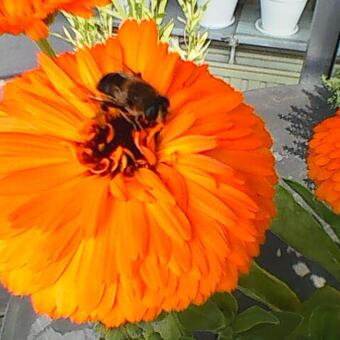 Calendula officinalis