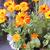 Calendula officinalis