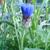 Centaurea