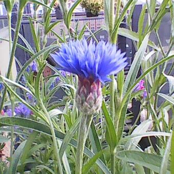 Centaurea