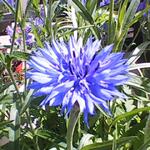 Centaurea - Korenbloem