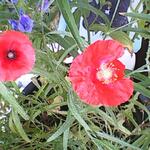 Papaver glaucum - Tulppapaver