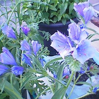 Echium plantagineum 'Blue Bedder'