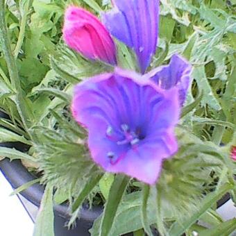 Echium plantagineum 'Blue Bedder'