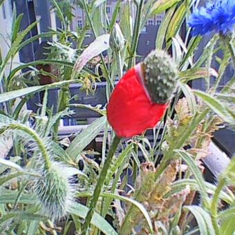 Papaver rhoeas