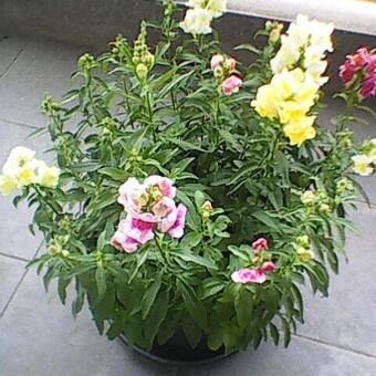 Antirrhinum majus