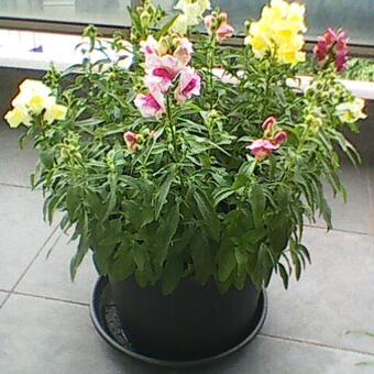 Antirrhinum majus