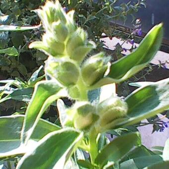 Antirrhinum majus