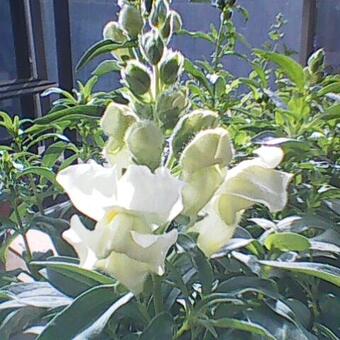 Antirrhinum majus