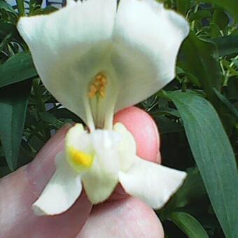 Antirrhinum majus