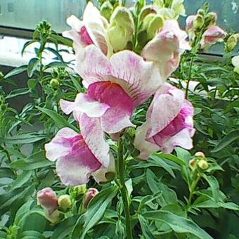 Antirrhinum majus