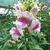 Antirrhinum majus