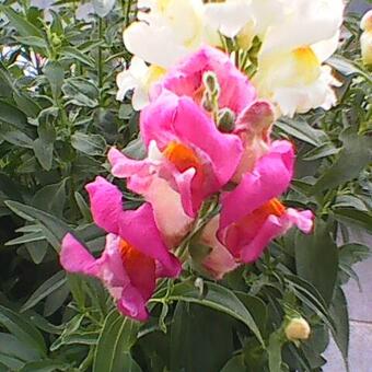 Antirrhinum majus