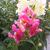 Antirrhinum majus