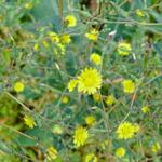 Lactuca serriola - Kompassla, wilde sla