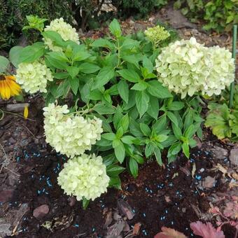 Hydrangea paniculata 'Little Spooky'