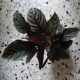 Calathea ornata var. sanderiana