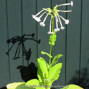 Nicotiana sylvestris