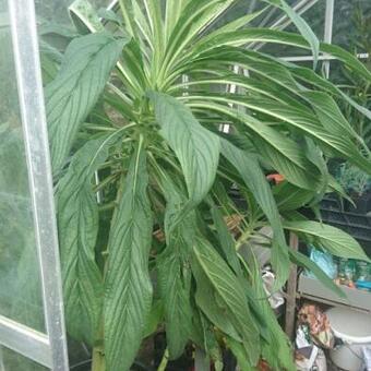 Echium pininana