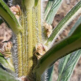 Echium pininana