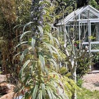 Echium pininana