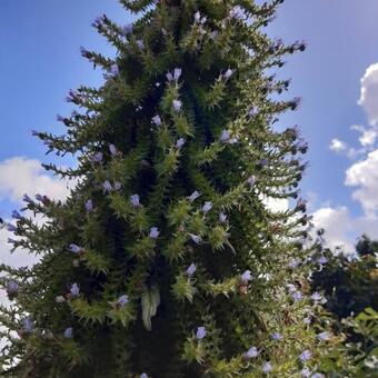 Echium pininana