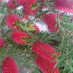 Callistemon rigidus - Lampepoetser