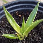 Agave utahensis subsp. utahensis - Agave