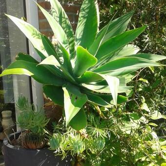 Agave attenuata