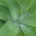 Agave attenuata - Vossenstaart