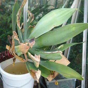 Agave attenuata