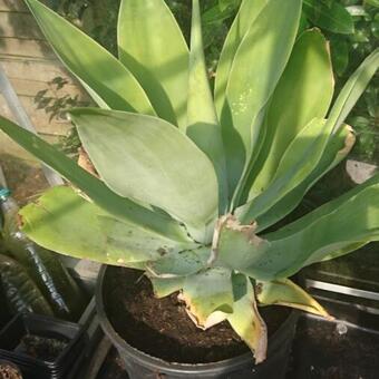 Agave attenuata