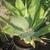 Agave attenuata