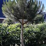 Pinus pinea - Parasolden