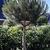 Pinus pinea