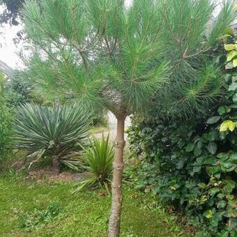 Pinus pinea