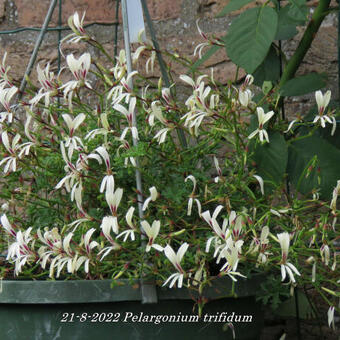 Pelargonium trifidum