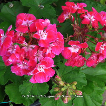 Pelargonium 'Fanny Eden'