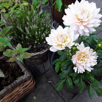 Dahlia 'Diana's Memory'