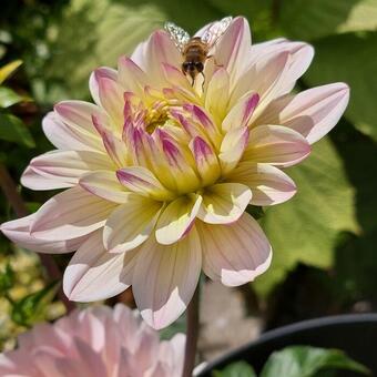 Dahlia 'Diana's Memory'