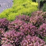 Erica vagans 'Mrs D.F. Maxwell' - Winterheide, Dopheide